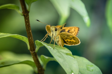 butterfly on a leaf