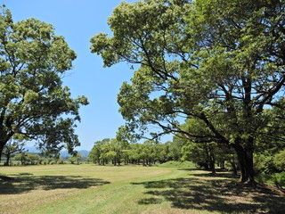 古墳群、樹木、芝、風景、山、丘、農業