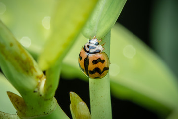 ladybug on a green leaf