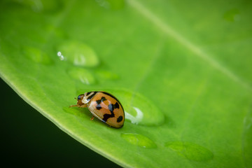 ladybug on green leaf drop water