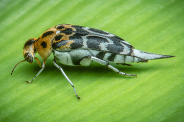 fly on leaf