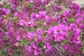 TEXTURA FLORAL VIOLETA