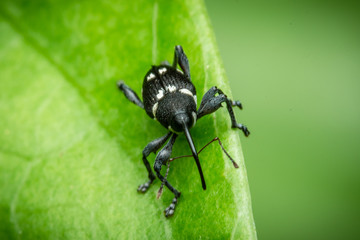 beetle on a leaf