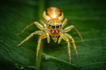  Jumping spider on a leaf