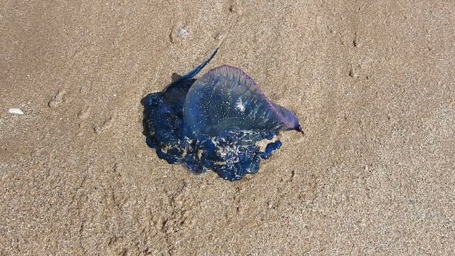 The Portuguese man o' war Bluebottle jellyfish washed up in Tarfaya Morocco beach.The Portuguese man o' war (Physalia physalis), also known as the Bluebottle, man-of-war, or bluebottle