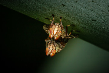 bugs on a leaf