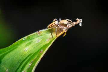  Jumping spider on leaf