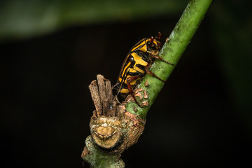 caterpillar on a leaf
