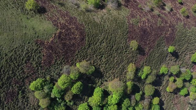 Oak forest, Springtime, Remendon forest, Guriezo Municipality, Cantabria, Spain, Europe