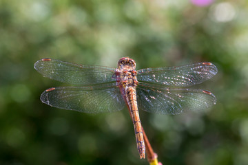 Libellule