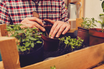 Farmer planting young seedlings flowers in the garden. Gardening concept.