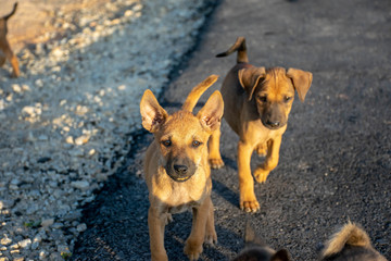 Dirty homeless brown puppies