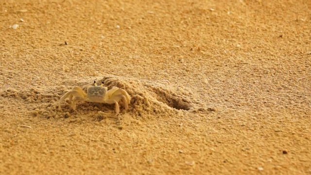 Two sand crabs fighting over the same burrow. One winning and other going away