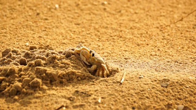 Sand crab coming out of it's den and walking off screen to the left.