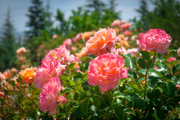 Beautiful fresh natural pink roses in garden