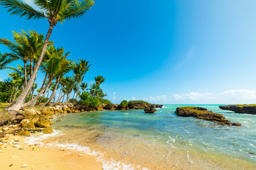 Plakat Sand and palm trees in bas du Fort shore in Guadeloupe
