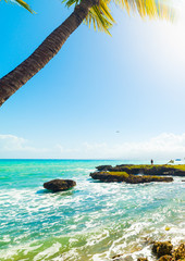Palm tree in Bas du Fort seafront in Guadeloupe