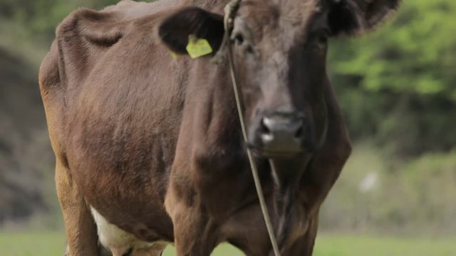 Close Shot of a Brown Cow that Grazes in a Meadow