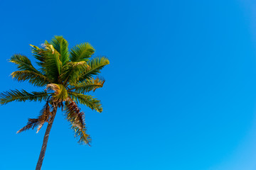 Palm tree under a blue sky in Key West