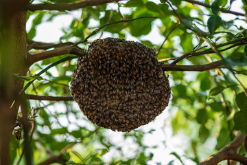 Group of small Wild bees  working at bee on its nest,on tree