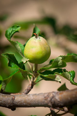 Green unripe apples on a tree branch with leaves.