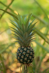 Obraz premium mini pineapple In the garden backyard.