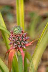 mini pineapple In the garden backyard.