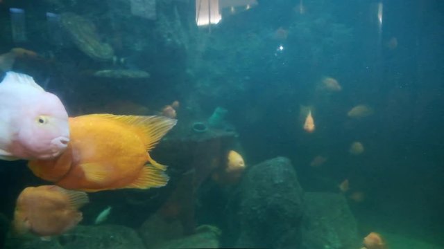Fish aquarium. dangerous fish swiming in aquarium in oceanarium. Colorful aquarium tank filled with stones, seaweed. Colorful aquarium, beautiful fish in ocean.