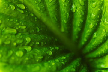 Fototapeta na wymiar Green fresh leaves with raindrops. Close up background. Top view, flat lay.