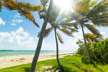 Coconut palm trees in Pointe de la Saline beach in Guadeloupe