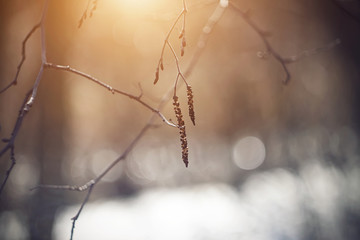 Dry birch earrings on thin elegant branches in early spring are illuminated by a pleasant orange sunlight.