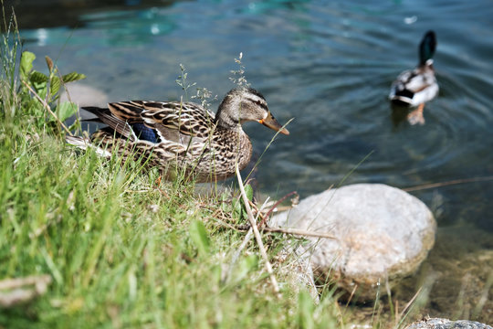 Two duck at summer lake