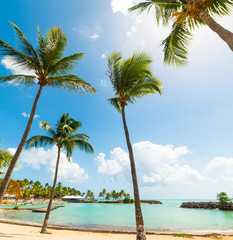 Palm trees in Bas du Fort beach in Guadeloupe