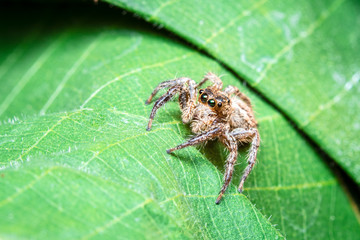 jumping spider on a leaf