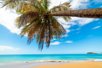 Fototapeta na wymiar Turquoise sea and palm tree in La Perle beach