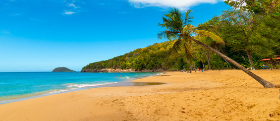 Palm trees leaning over La Perle beach in Guadeloupe