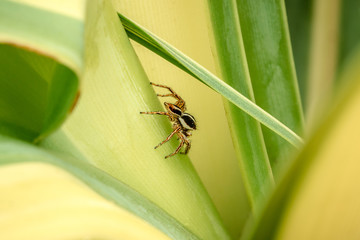 jumping spider on a leaf