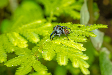jumping spider on flower