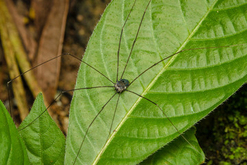 closeup of green leaf
