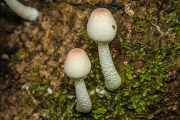 mushroom in the forest