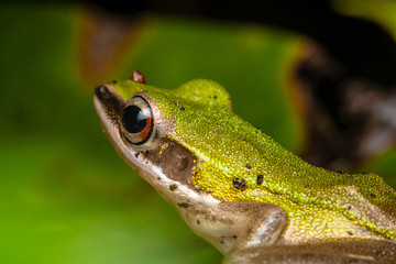 green tree frog