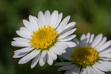 Obraz premium Margherite - Daisies