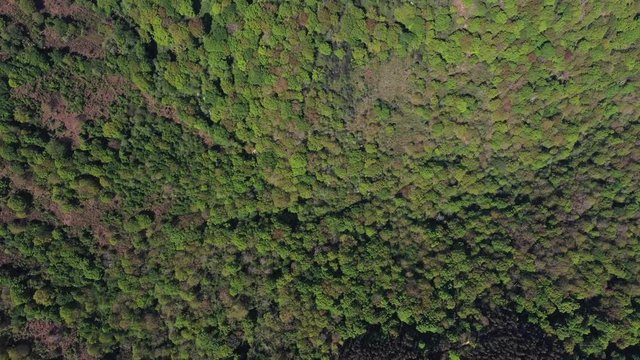 Oak forest, Springtime, Remendon forest, Guriezo Municipality, Cantabria, Spain, Europe