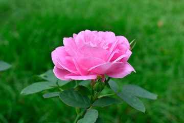  Roses are planted in the garden in front of the house. The pink flowers look beautiful.