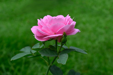  Roses are planted in the garden in front of the house. The pink flowers look beautiful.