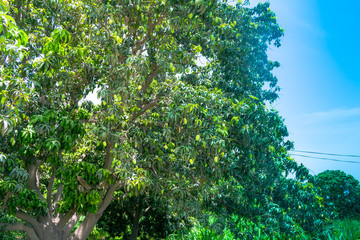 Fototapeta na wymiar green mangoes hanging on a mango tree