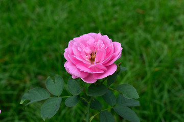  Roses are planted in the garden in front of the house. The pink flowers look beautiful.