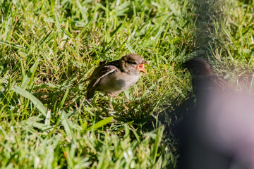 sparrow