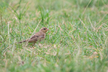 Female Plain-backed Sparrow (Passer flaveolus) walking on the green grass and looking for some foods.