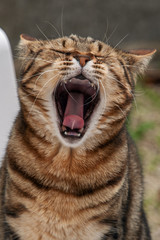 Chat  gueule ouverte